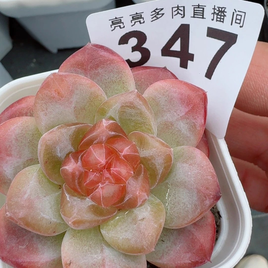 灯芯琥珀            精美多肉植物