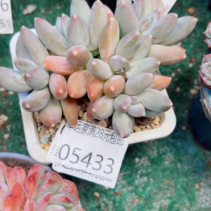 幸运的是我还没遇到你