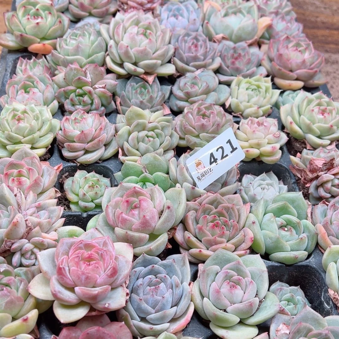 多肉植物多肉植物