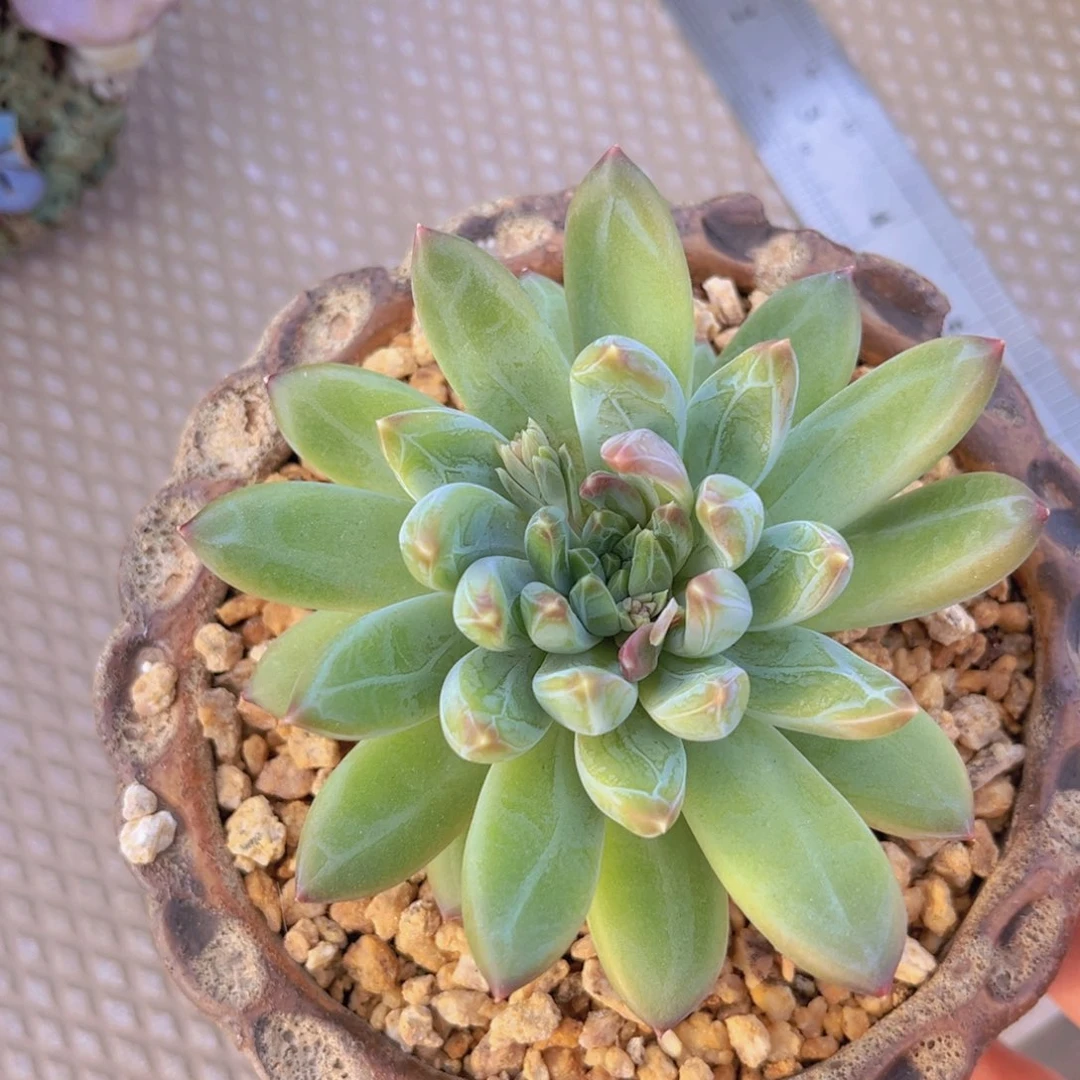 多肉植物的繁殖方式