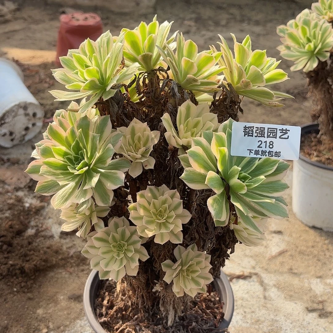 颜凝多肉植物老庄218