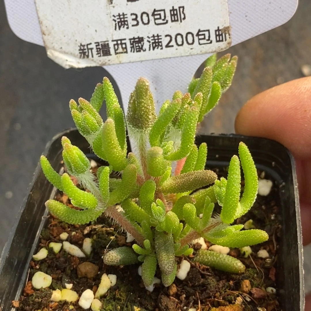 9****哈735狐尾。