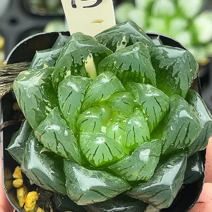 13巨大化龙鳞玉露锦