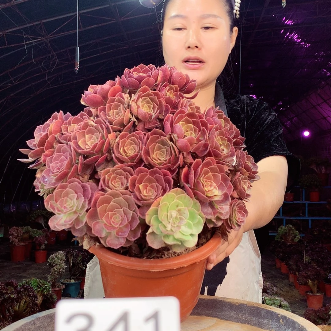 柒柒精品多肉脱土发货不包断侧枝341