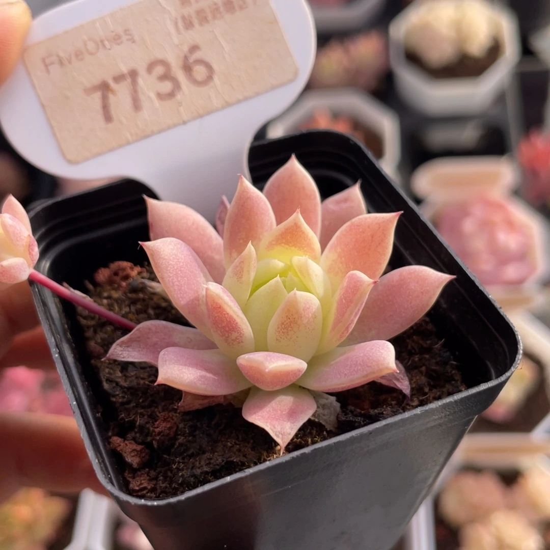 粉蔓莲7736-4.5厘米