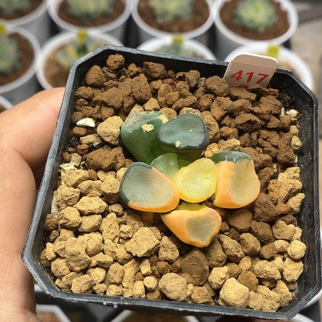 红陶时****云417号空门万象锦一物一拍