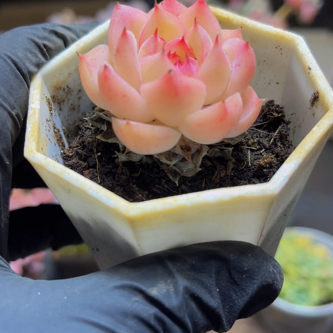 934法兰西玫瑰4厘米多肉