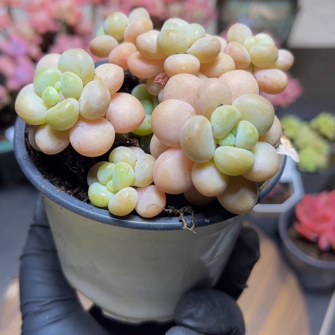 136大花球洛可可8厘米多肉