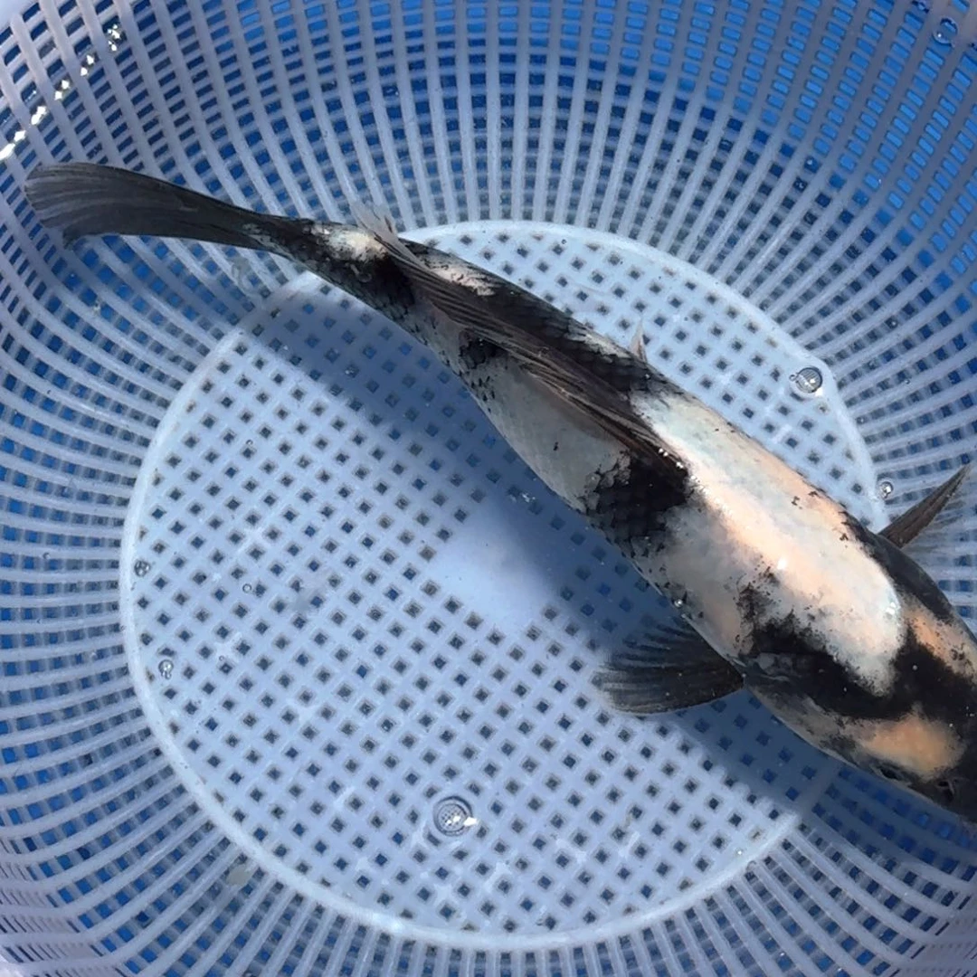 锦鲤精品甄选血统锦鲤