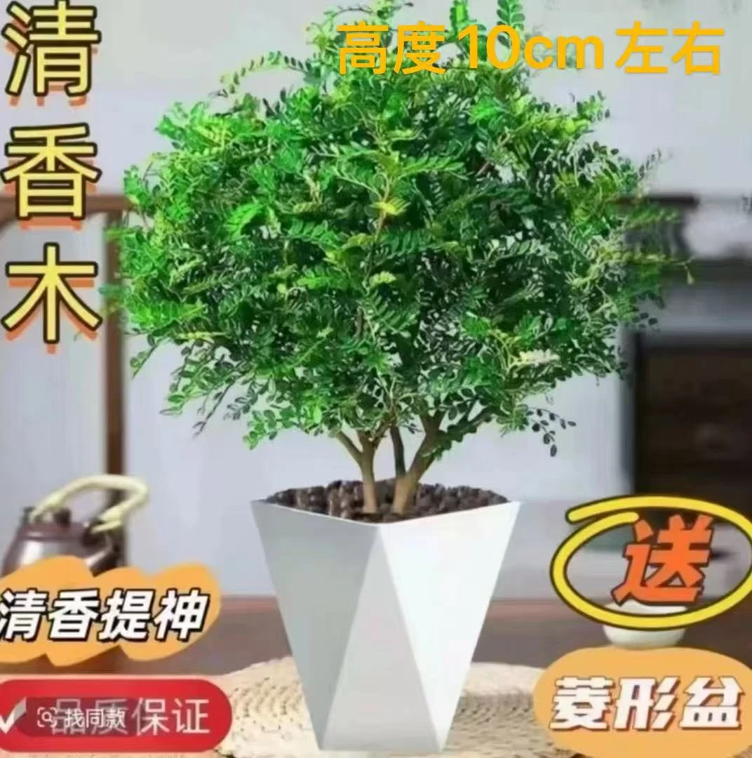 清香木盆栽烘焙强力驱蚊草绿植四季绿花卉室内胡椒木好养净化空气