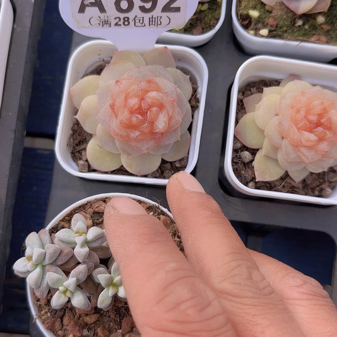 A892弗洛伊德一物一拍