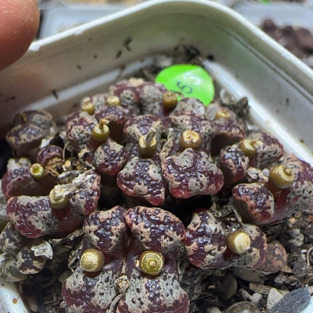 14头漂亮多肉植物853