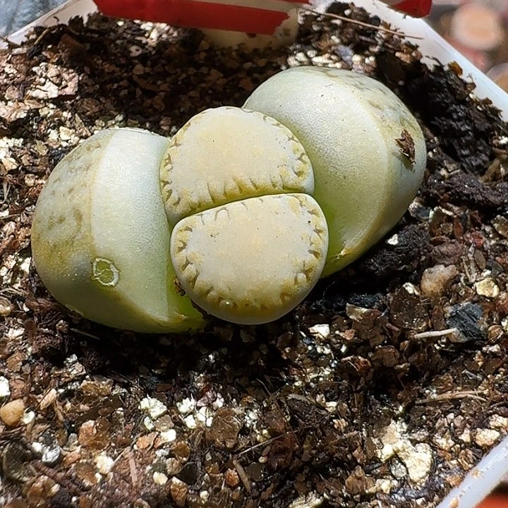 1****⁹生石花233:：。  73