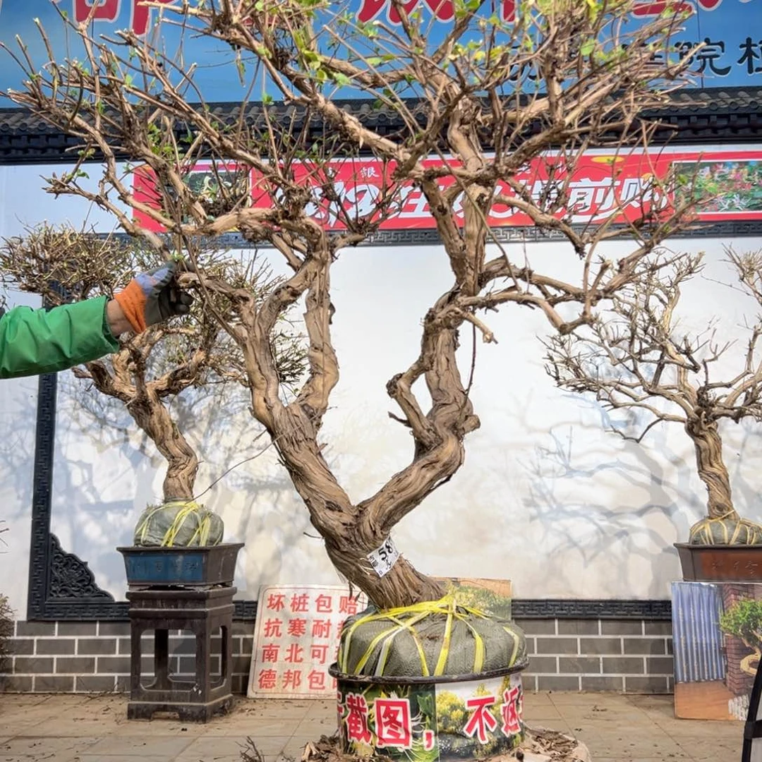 无花朵金银花88888888888888