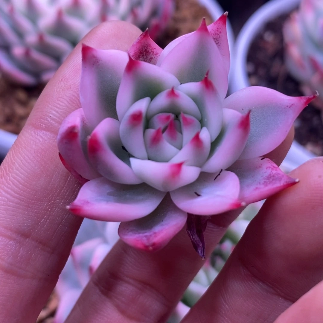 阿*啊义 多肉植物