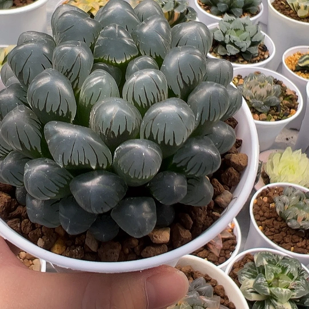 93号冰灯玉露母本十二卷多肉植物