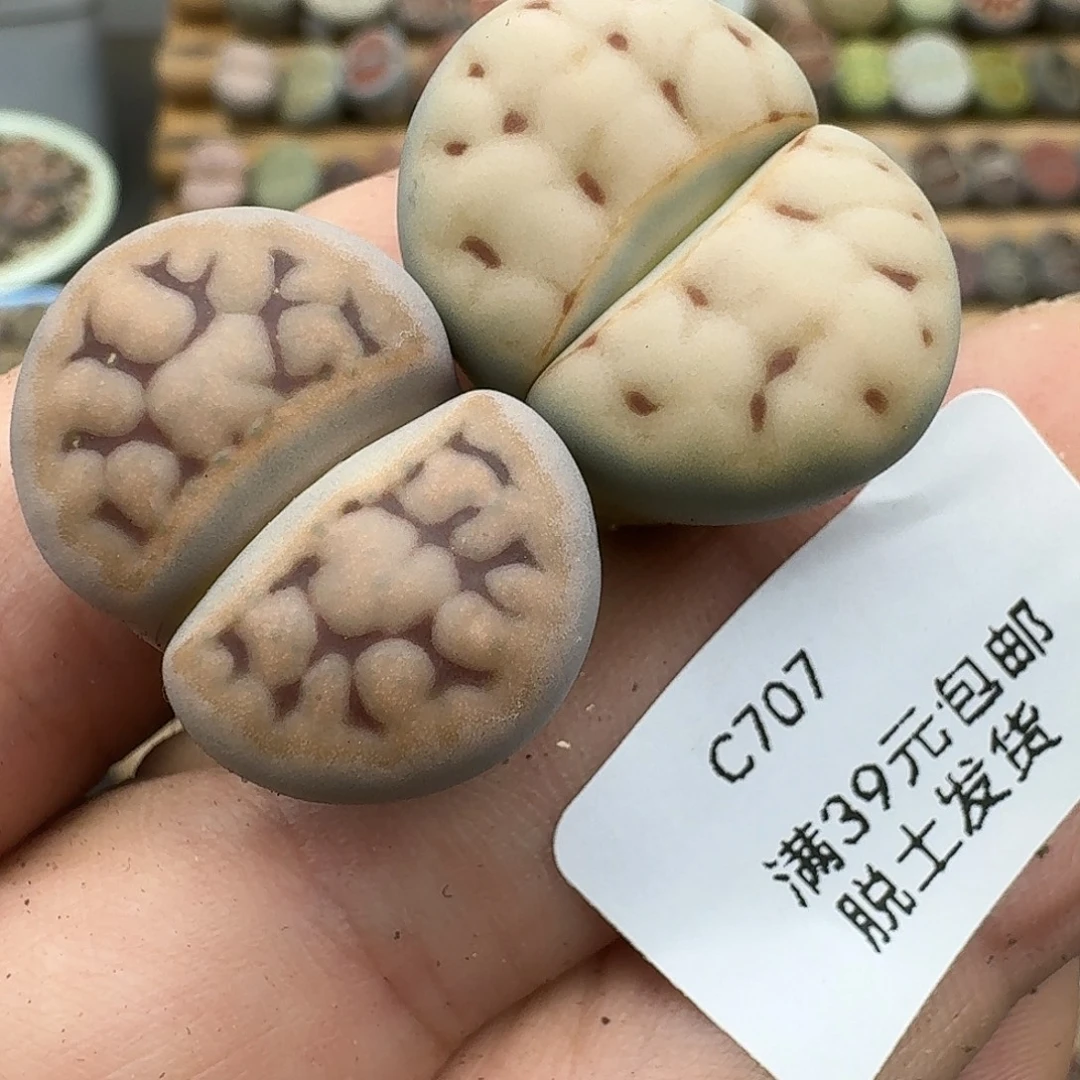 707多肉哈哈哈哈哈哈哈哈