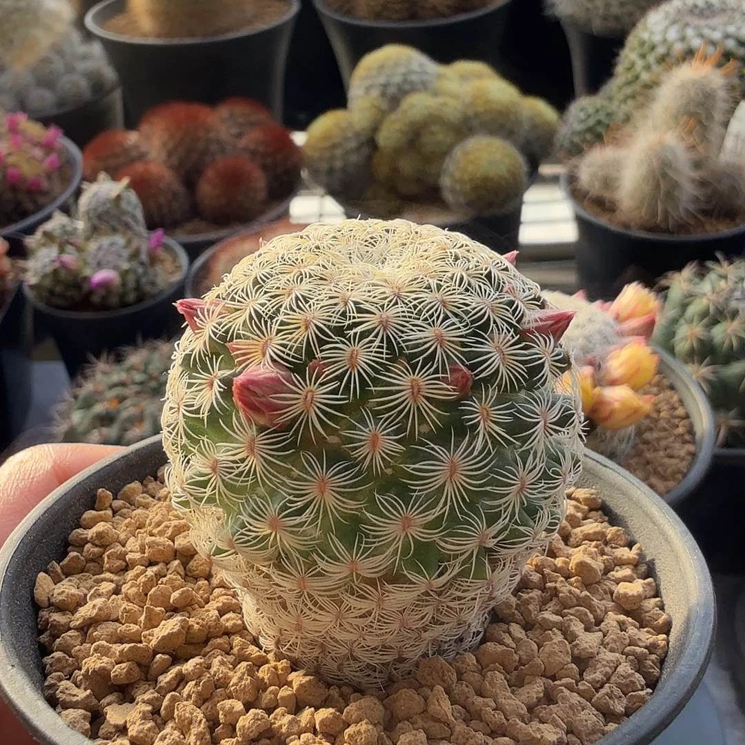 实生白子法师带盆发货