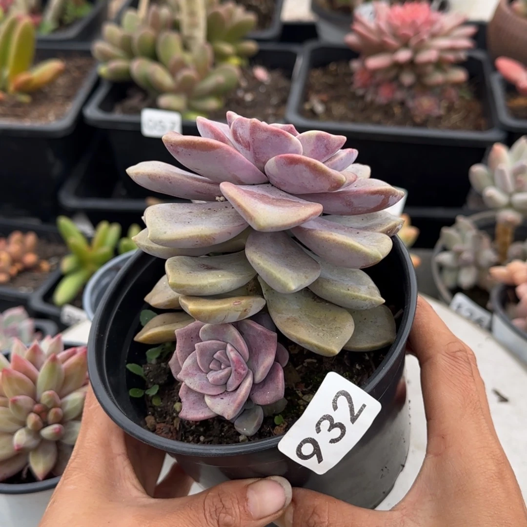 032号一物一拍一物一拍