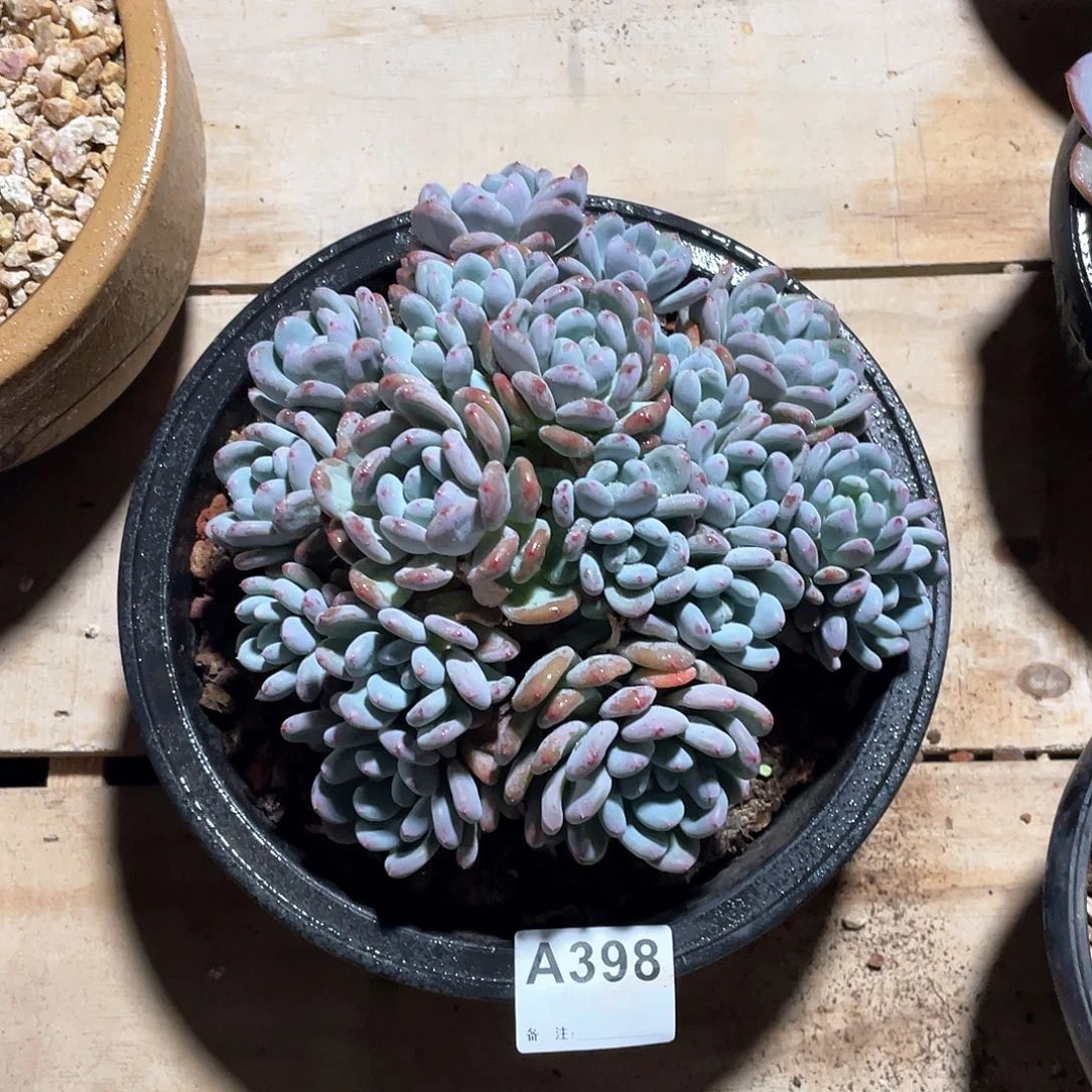 爱****398多肉植物多肉植物