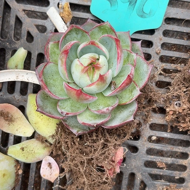 两单包邮，一物一拍590惊鸿