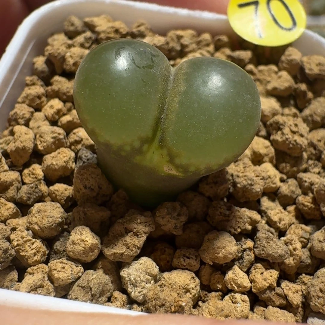 黑***?70.................多肉