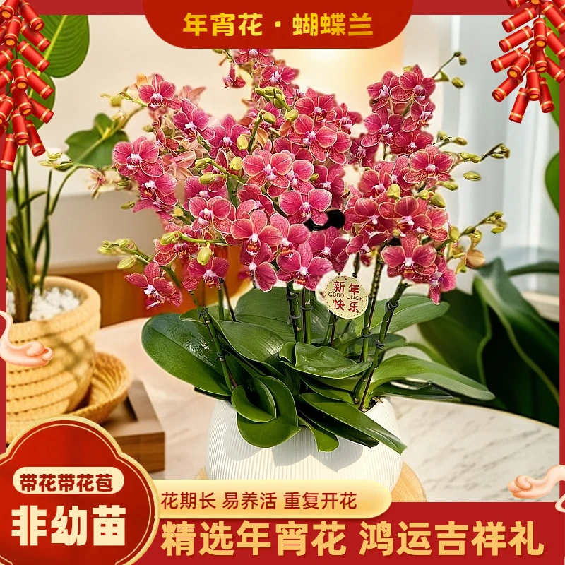 【聚宝盆】-梦茜儿的花坊-3.8大苗情花好养耐养绿植带花卉盆栽