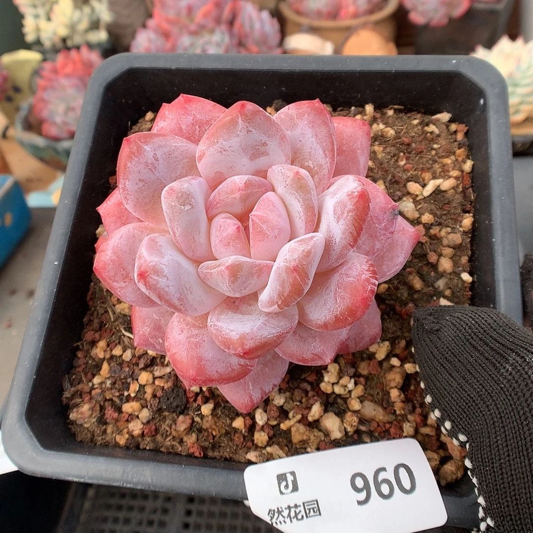 960玫瑰梦露多肉植物66666