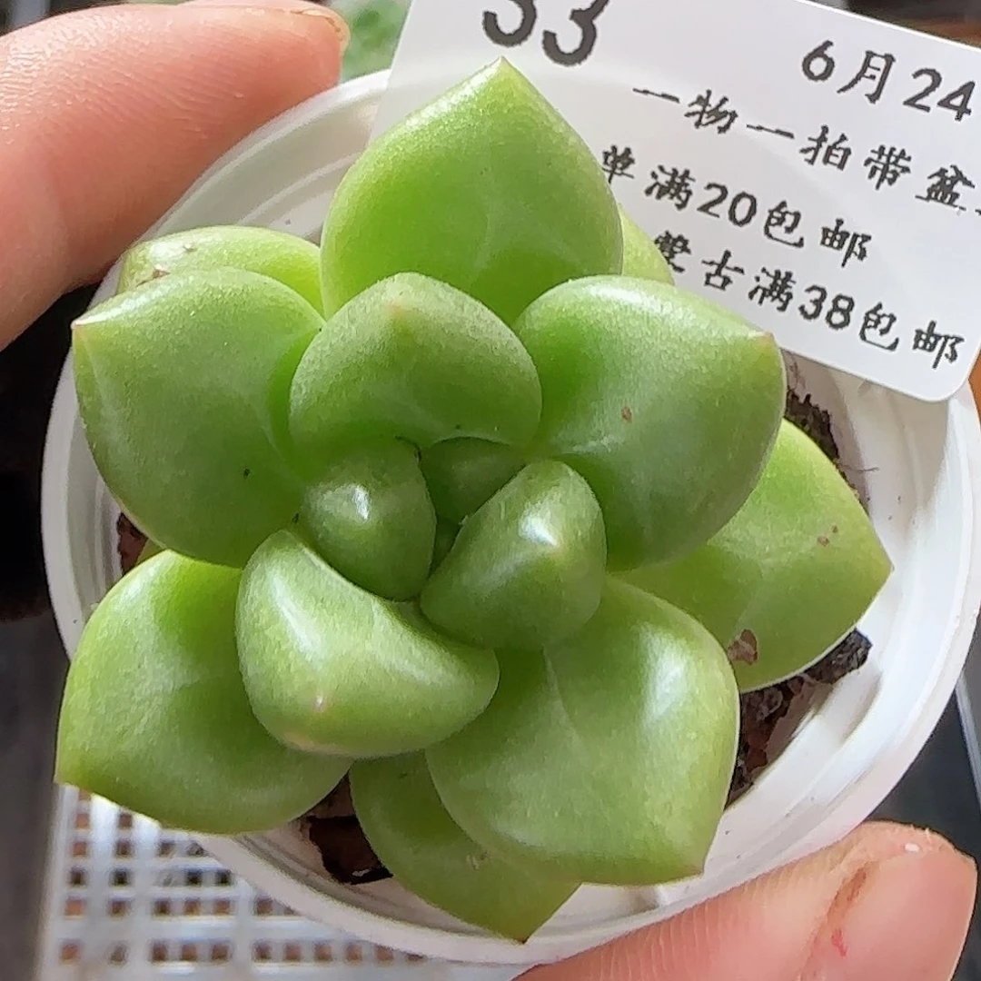 0624------33芒果奶