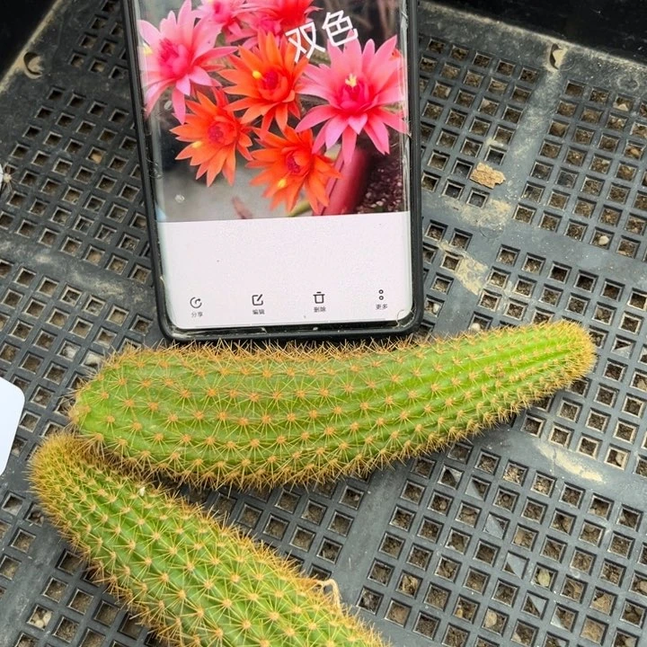 金妞双色无根侧牙一颗