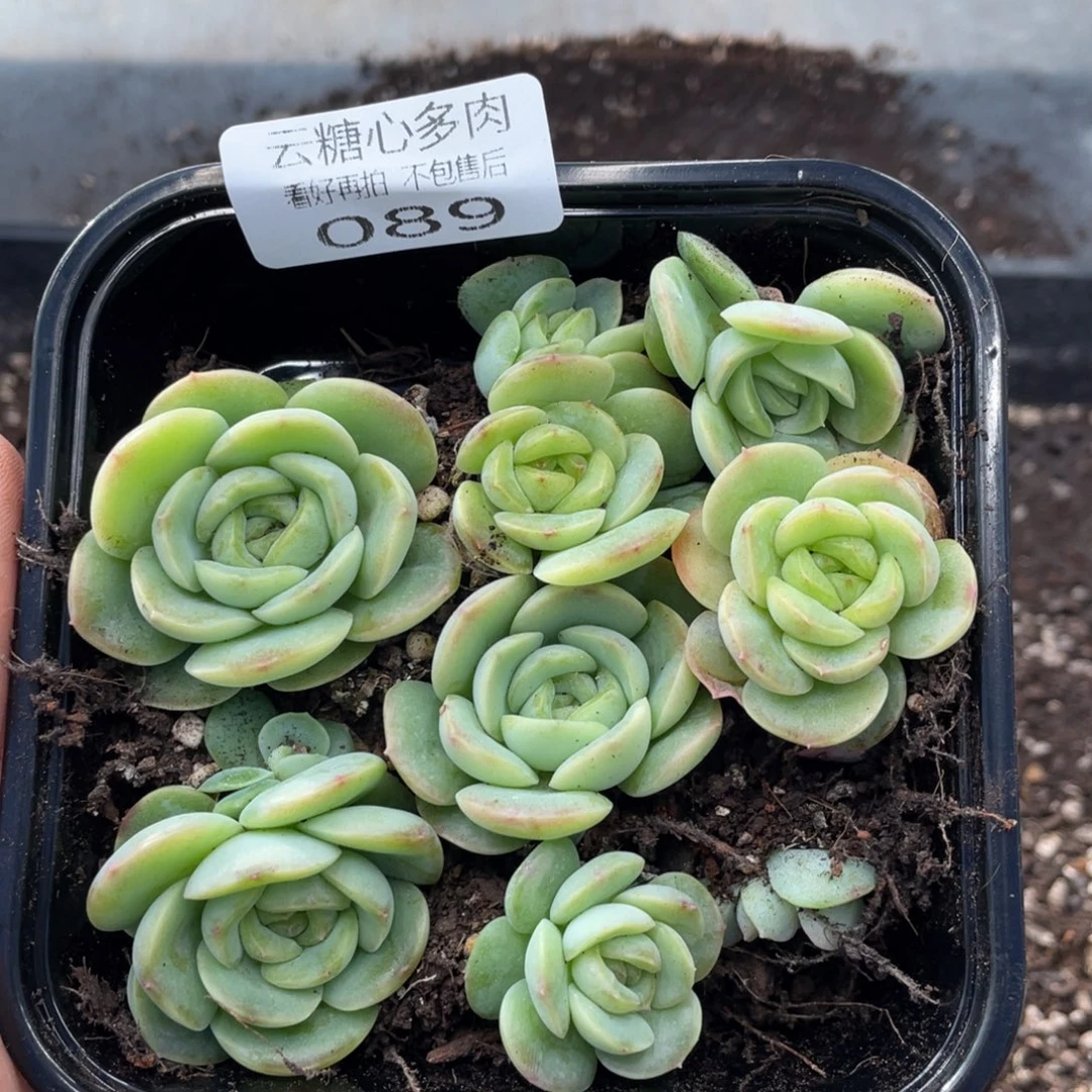 云糖心多肉植物89