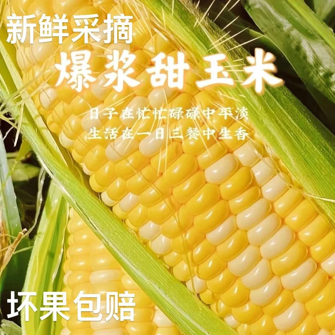 农家新鲜老玉米玉米棒非转基因笨玉米带壳黄玉米普通玉米苞米包邮
