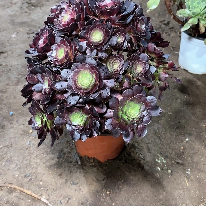兰*多肉植物赤焰莲25