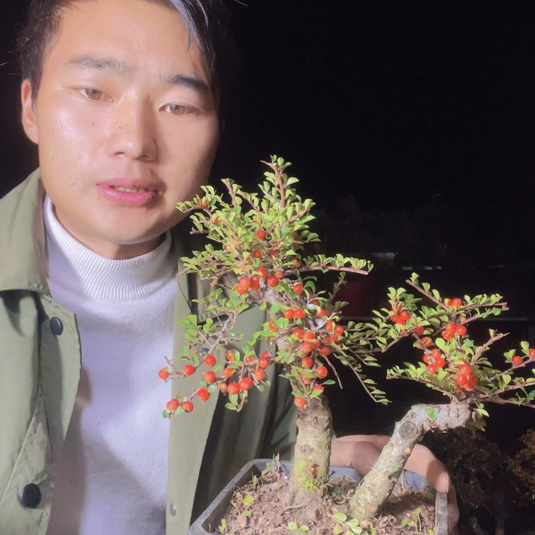 无花朵荀子盆景园区