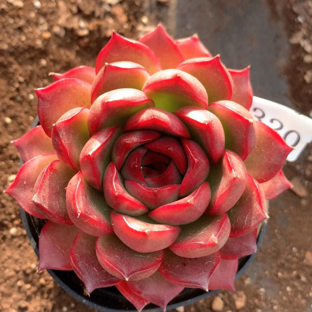 3320杂交多肉植物基地