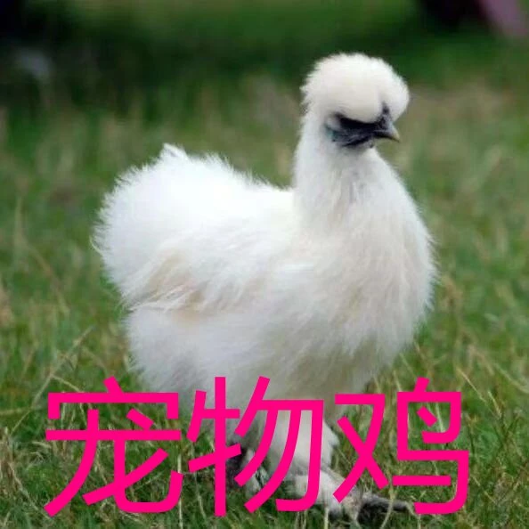 宠物鸡白凤乌鸡包邮乌鸡苗八两左右一只发货