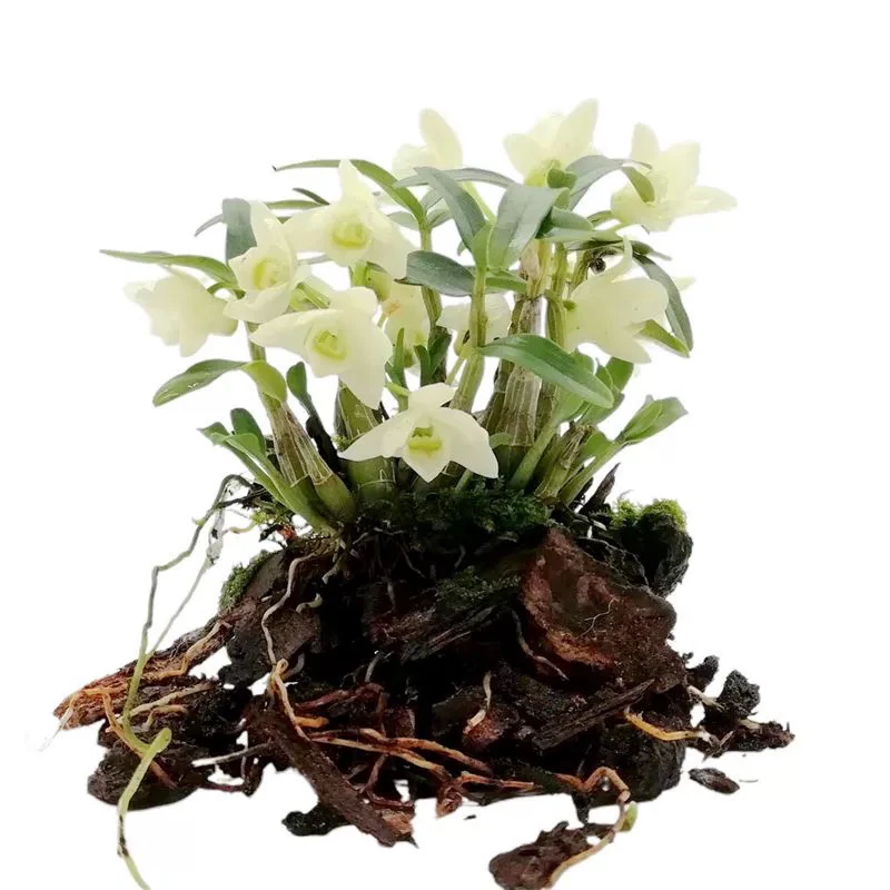 霍山米斛石斛绿植石斛兰花卉盆栽种植苗可食用可活树石头木桩盆栽