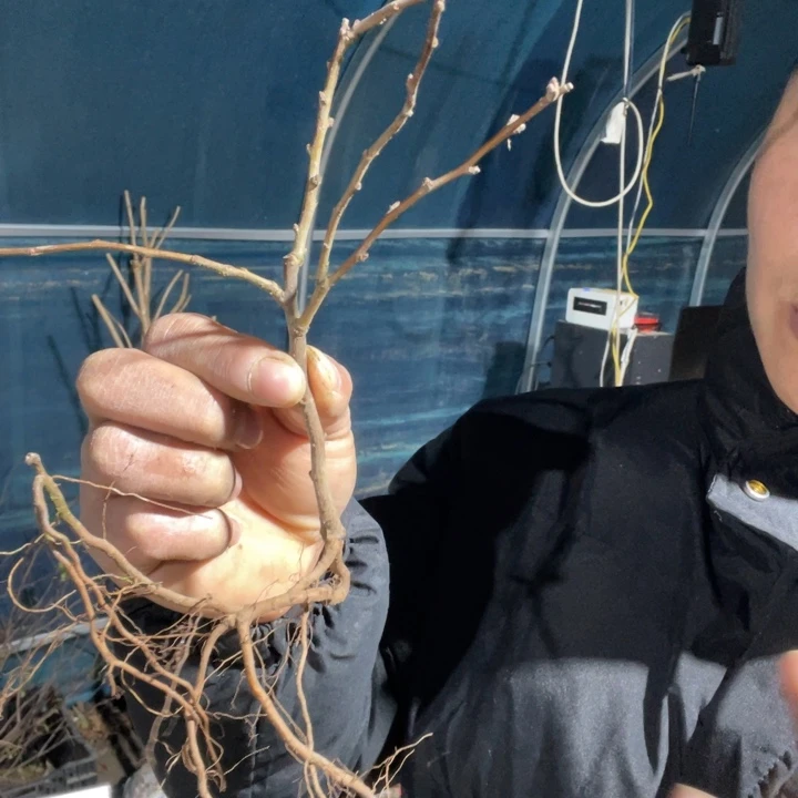 富士之岭海棠花一颗