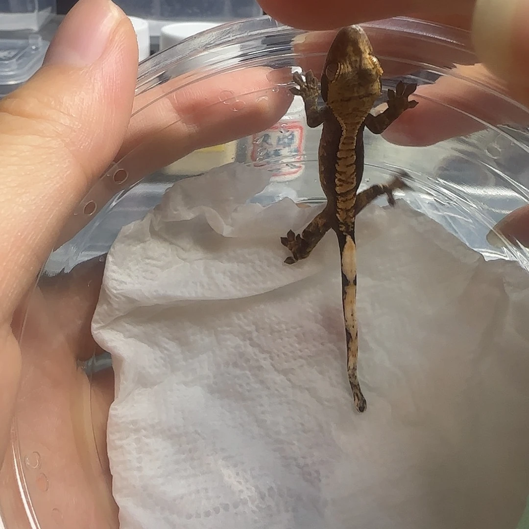 睫角守宫奶油睫角守宫幼