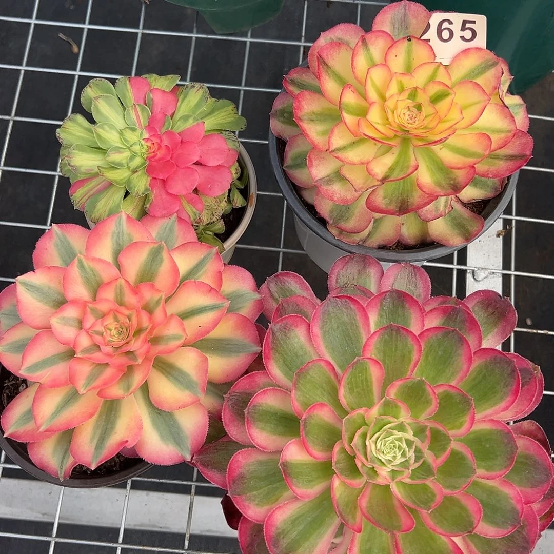 精品多肉植物265组合