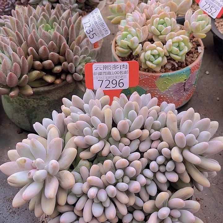7296粉色恋人。