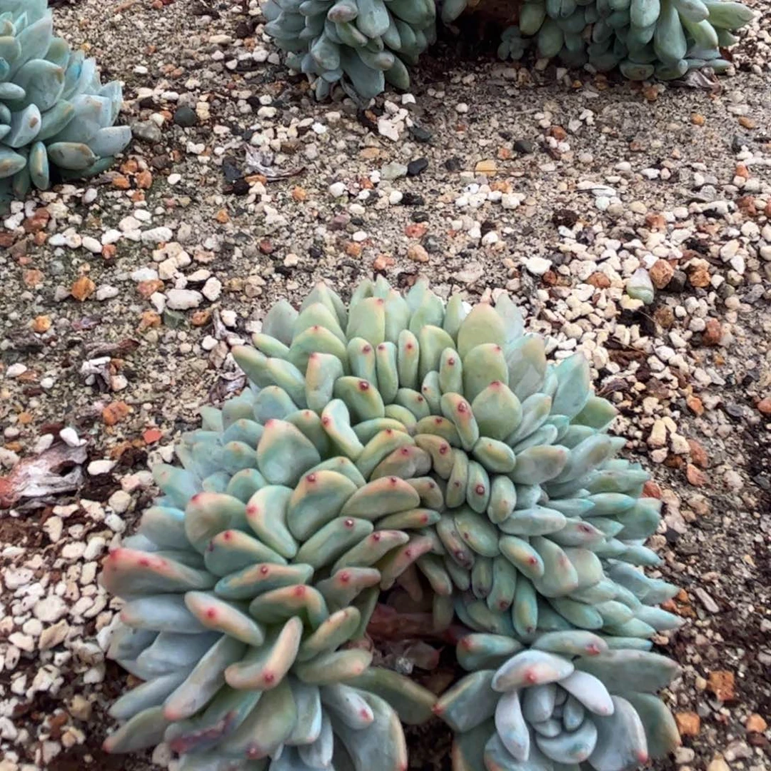 113多肉多肉多肉多肉