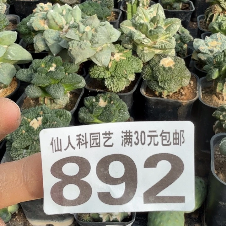 无花朵892落地蓝白肌佛头仙