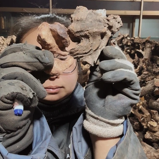 香榧木小*火琉璃的毛料摆件