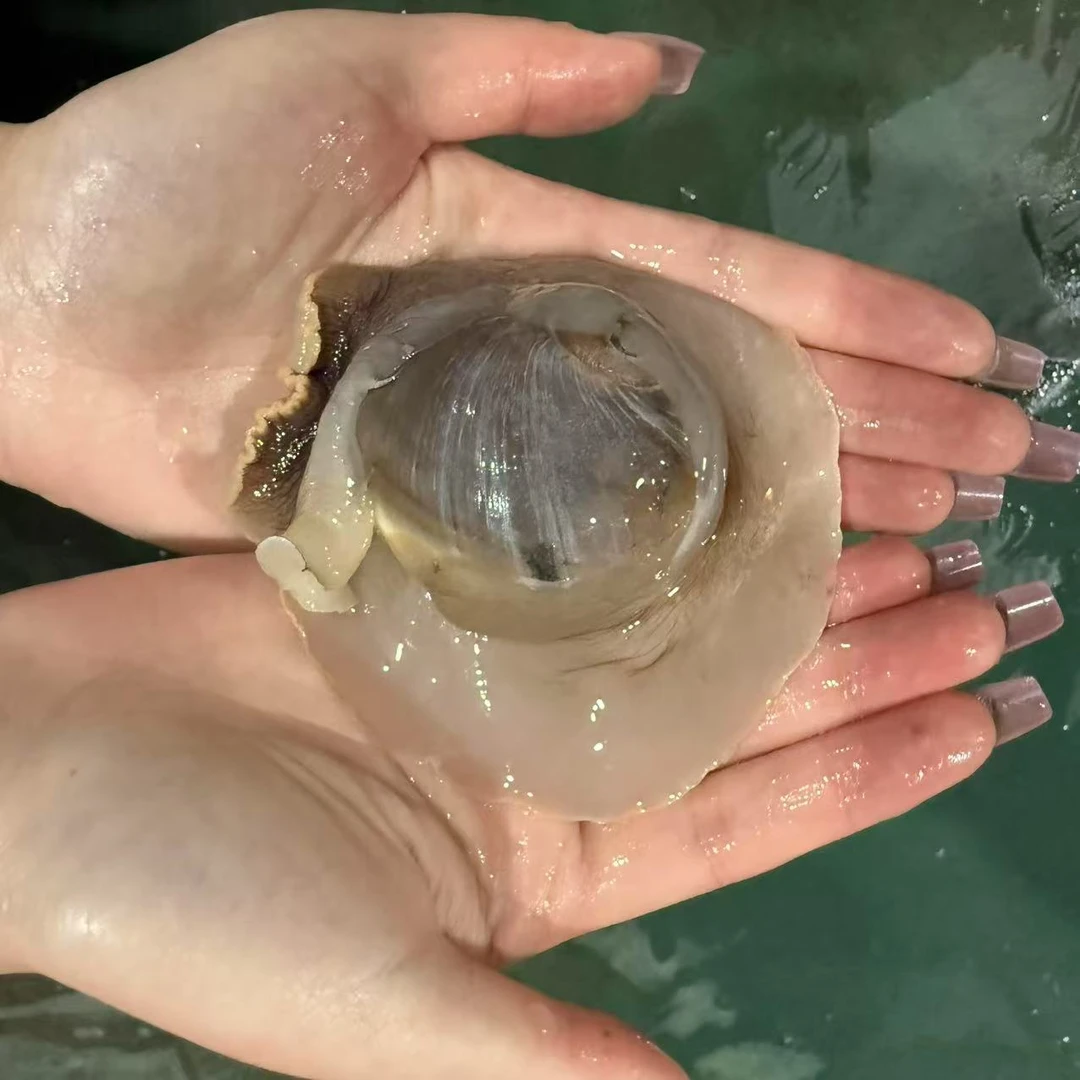 猫眼螺海鲜鲜活大个8-10个头（鲜活发货包鲜不包活顺丰）