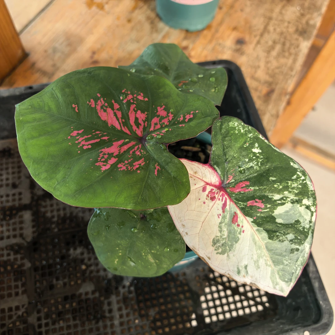 新品泰彩热植彩叶芋观叶植物经典品种 室内阳台网红绿植