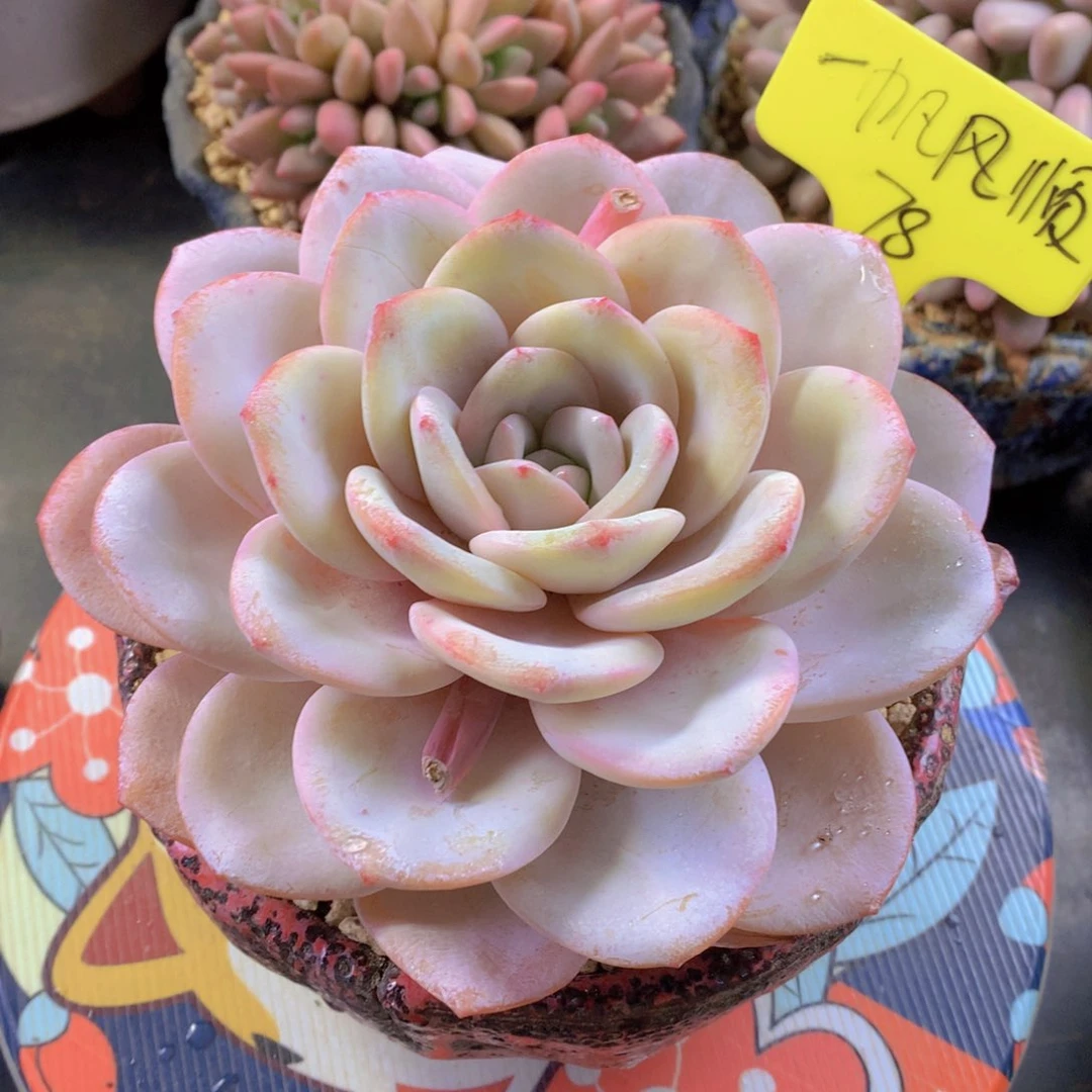 我家的小可爱们都很可爱啊