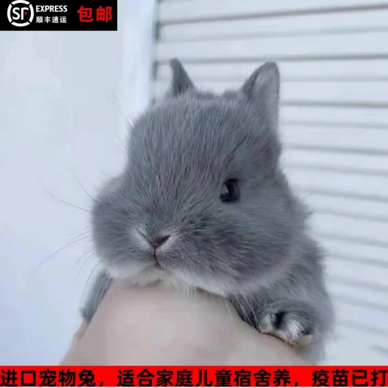 宠物兔侏儒长不大适合家庭宿舍儿童养【兔子活体直播间一物一拍】