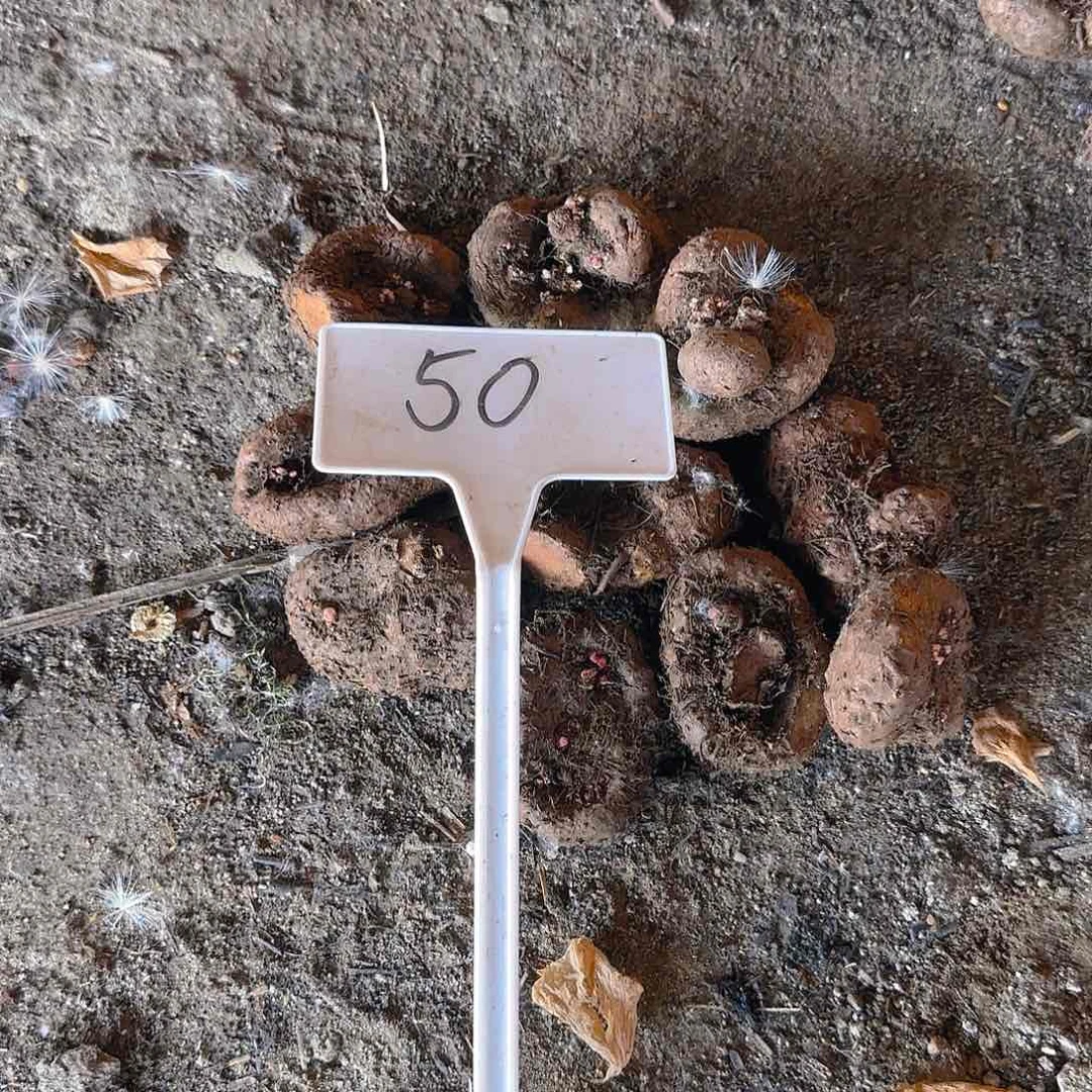 无花朵夫妻海棠种球系列50