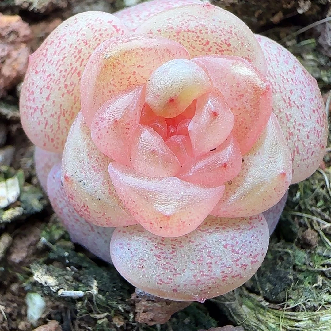 蓝***栀【满29包邮非偏远】226